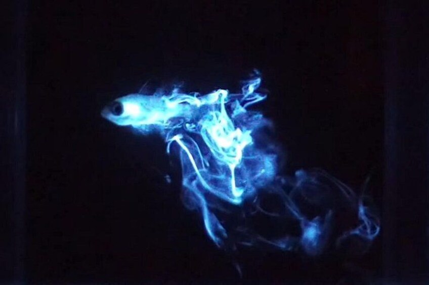 Bioluminescent Night Snorkeling 3