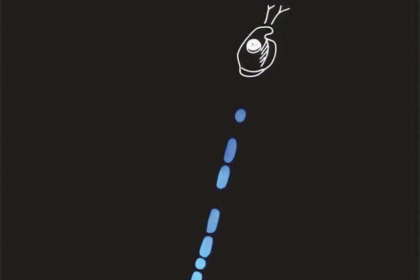 Bioluminescent Night Snorkeling 2