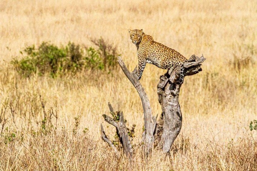 7 Days Uganda Big 5 Safari 2