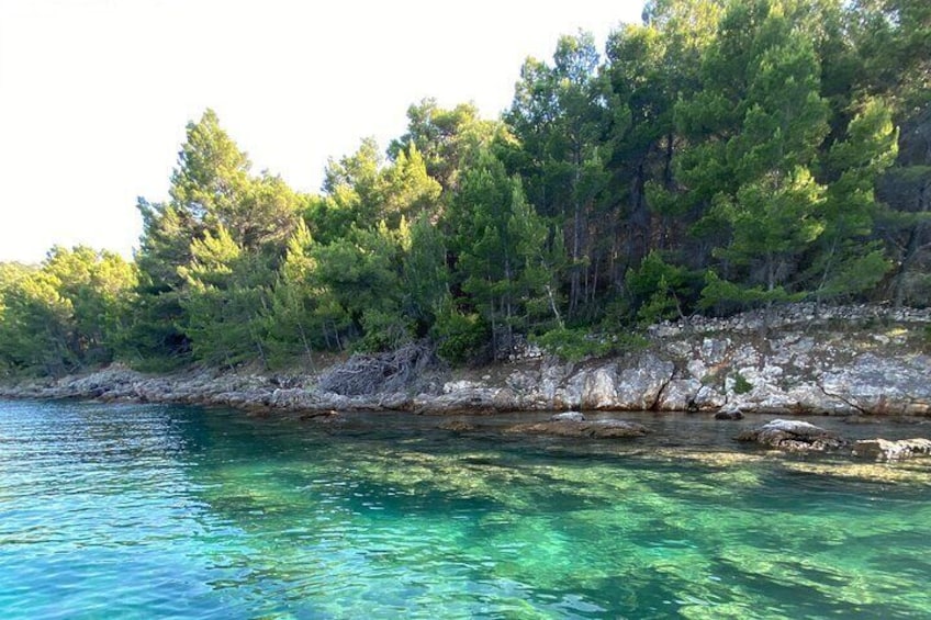 A coastal landscape with clear turquoise water, rocky shoreline, and dense pine trees. 1