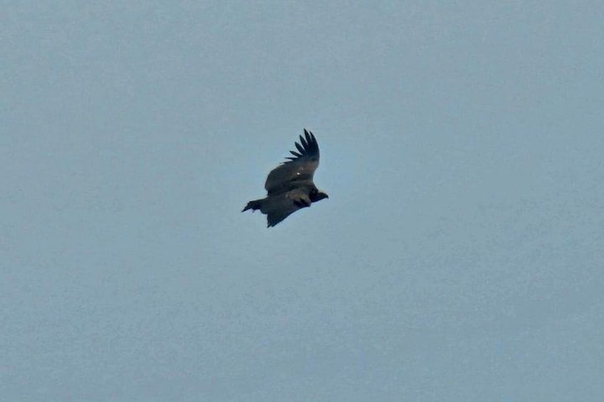 En fågel flyger på himlen. 5