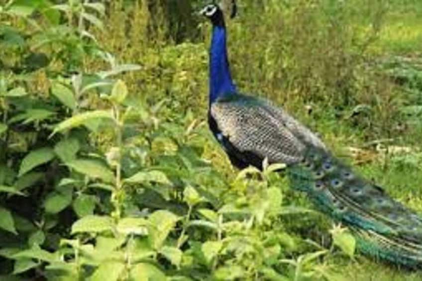 A peacock in a natural setting with green foliage. 2