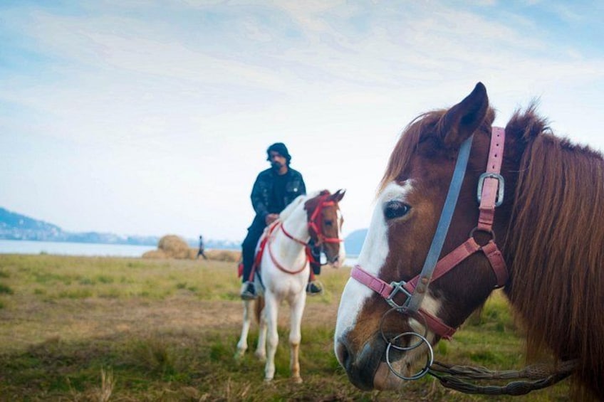 En hest med et lyserødt halster, en rytter i mørkt tøj, og en anden hest i baggrunden. 3