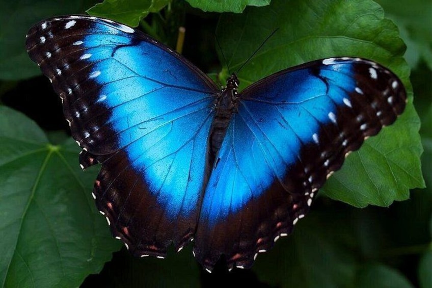 Ein blauer Schmetterling mit weißen Flecken auf den Flügeln, der auf grünen Blättern ruht. 1