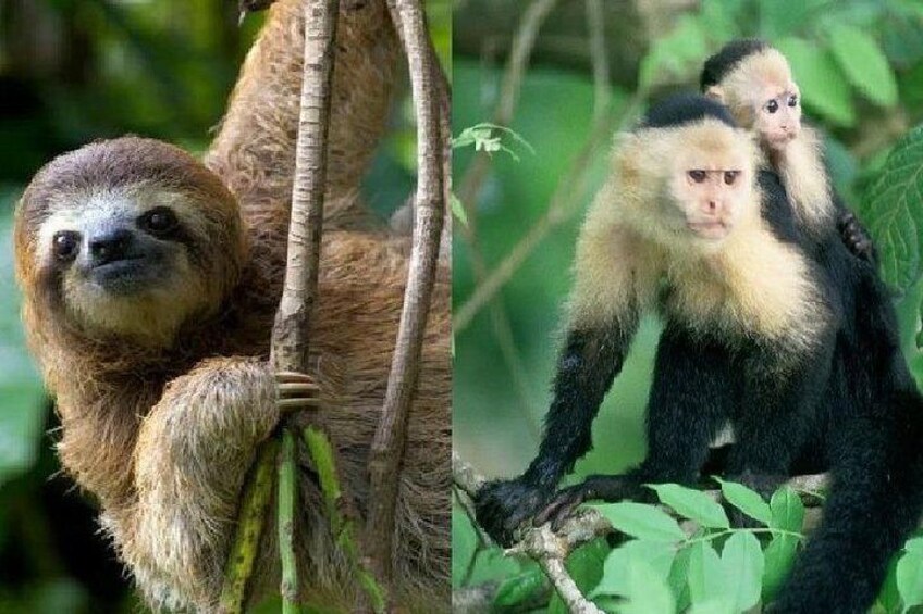 A sloth hanging from a tree branch. 3