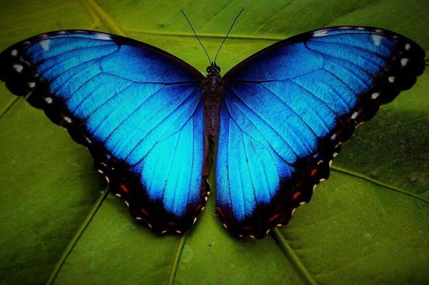 Ein blauer Schmetterling auf einem grünen Blatt. 2