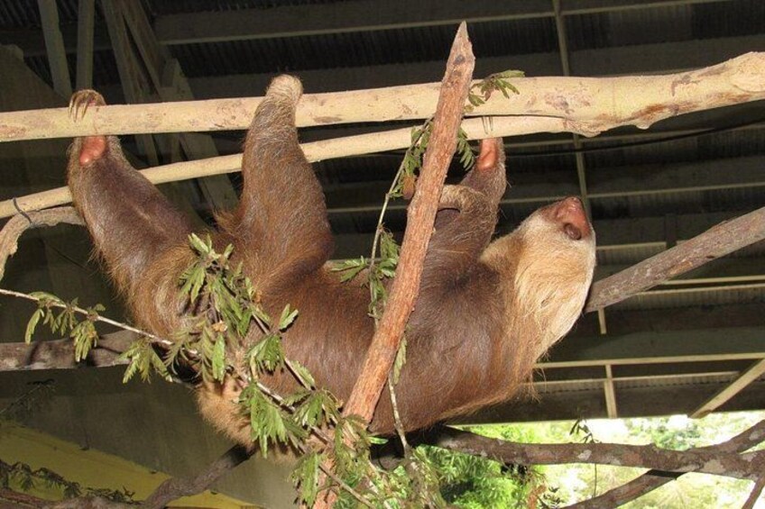 Ein Faultier hängt an einem Ast in einer Zooanlage. 5