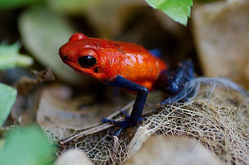 Eine rote Kröte mit blauen Beinen auf einem Blatt. 4