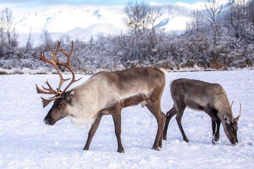 Scenic Tour to Wildlife Center from Anchorage 5
