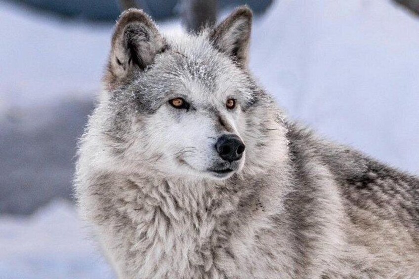 Scenic Tour to Wildlife Center from Anchorage 4