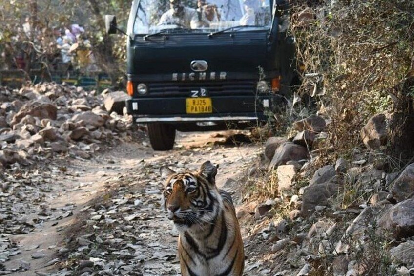 From Delhi: 4-Day Golden Triangle Tour & Ranthambore Safari 1