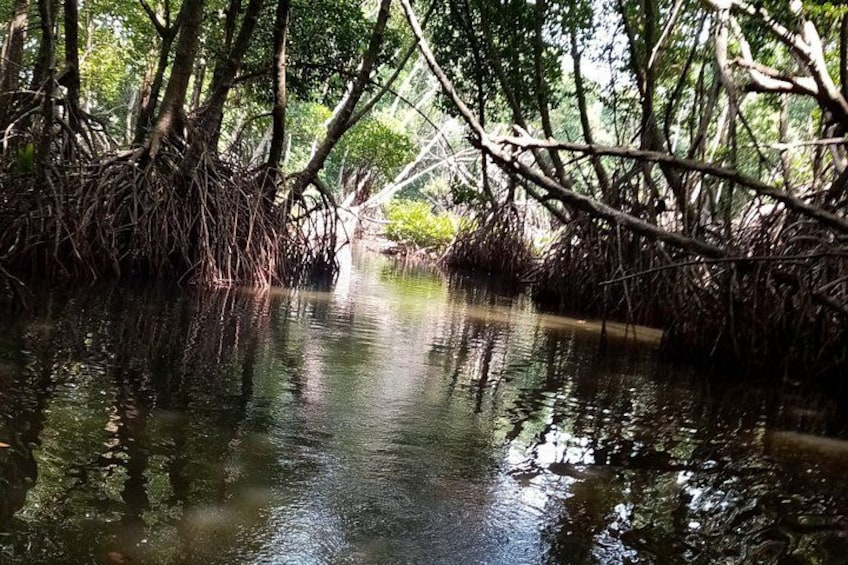 A mangrove forest with dense roots and calm water. 5