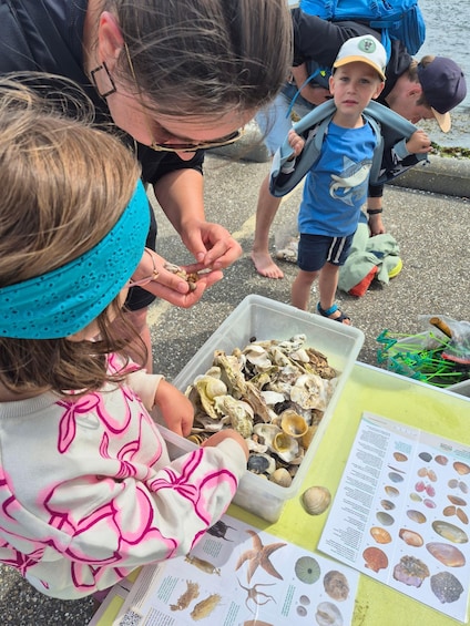 Children examining shells and a book with illustrations of shells. 2