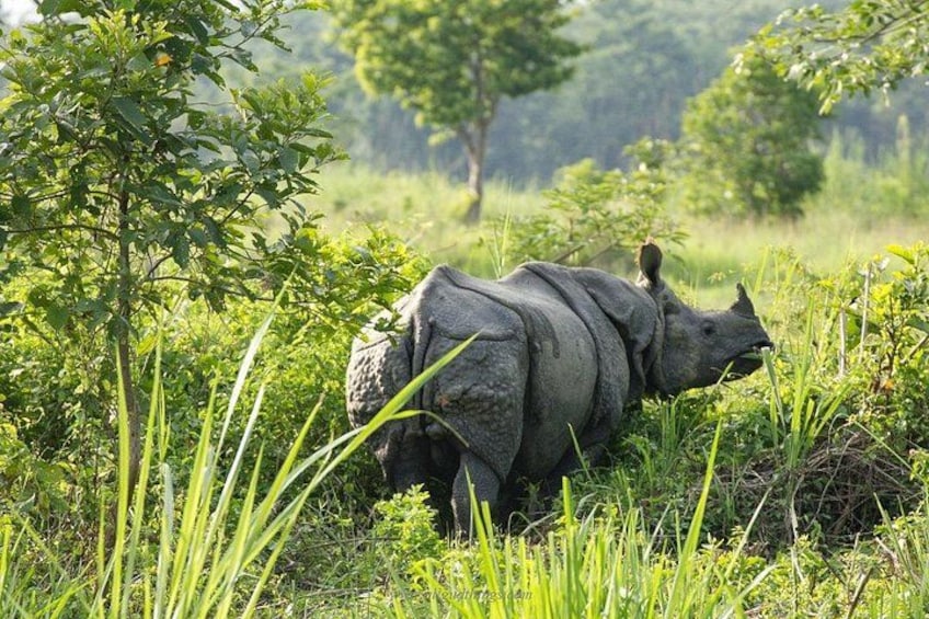 A rhinoceros in a grassy field with trees in the background. 4