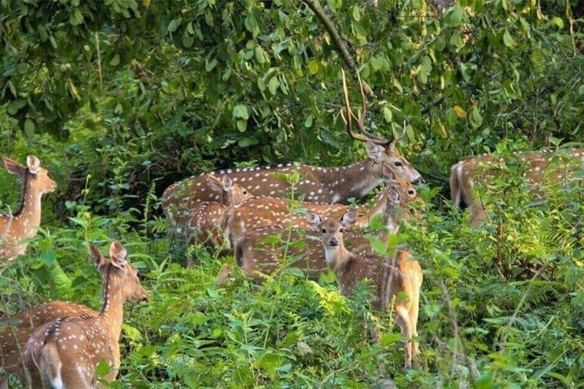 A group of deer in a dense green forest. 5