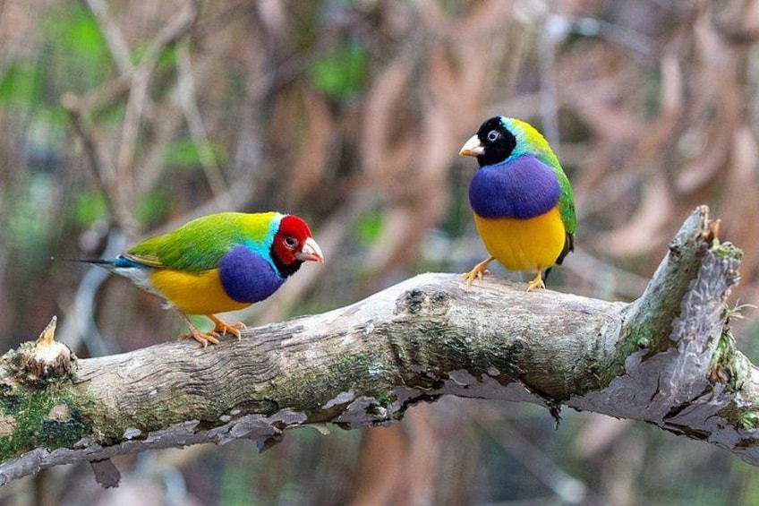 Two colorful birds perched on a branch. 1