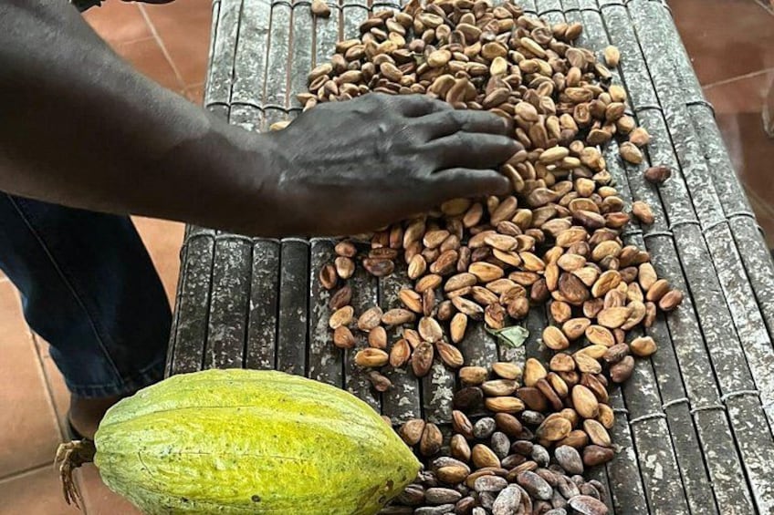 Tetteh Quarshie Cocoa Farm 2
