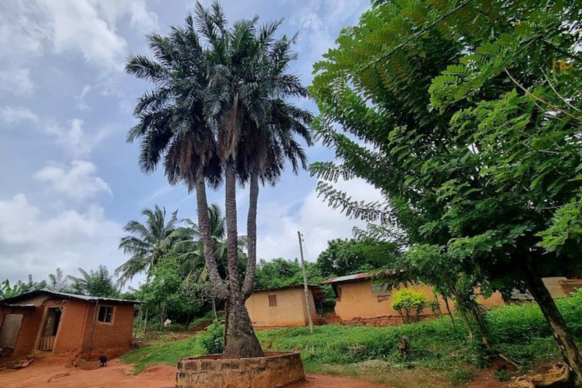 Triple Headed Palm Tree 3
