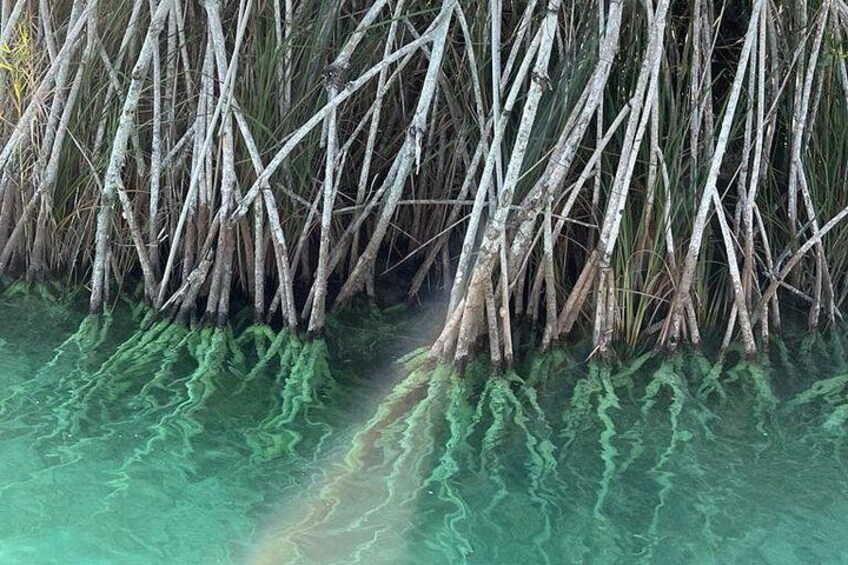 A mangrove forest with clear water. 4