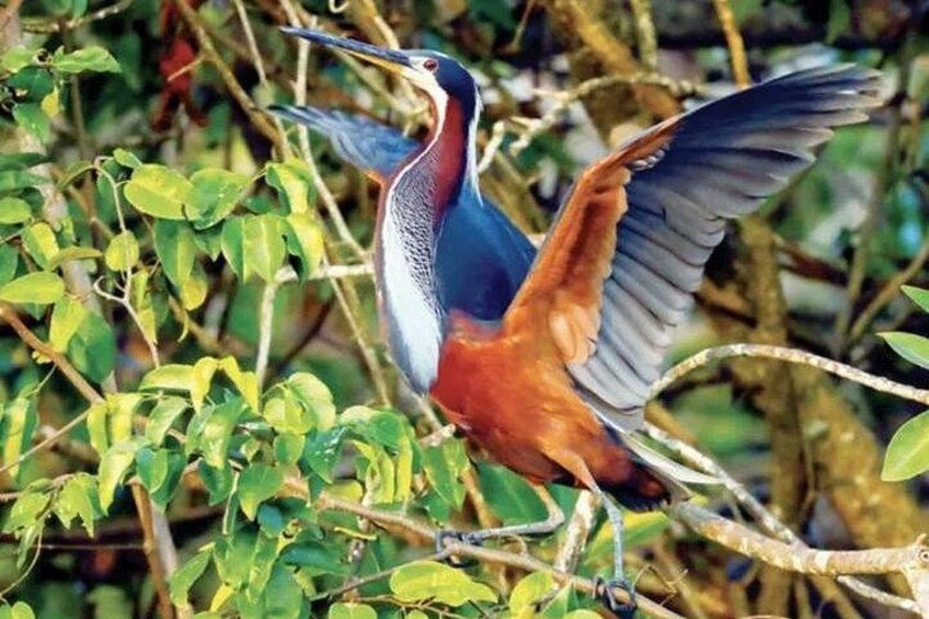 A kingfisher in flight with its wings spread, perched on a branch amidst green foliage. 3