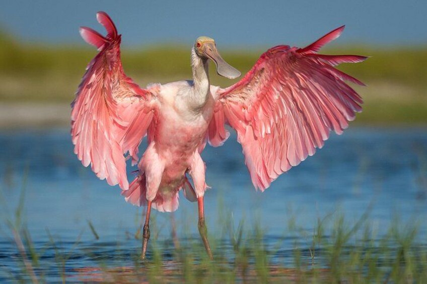 A pink flamingo with its wings spread, standing in shallow water. 5