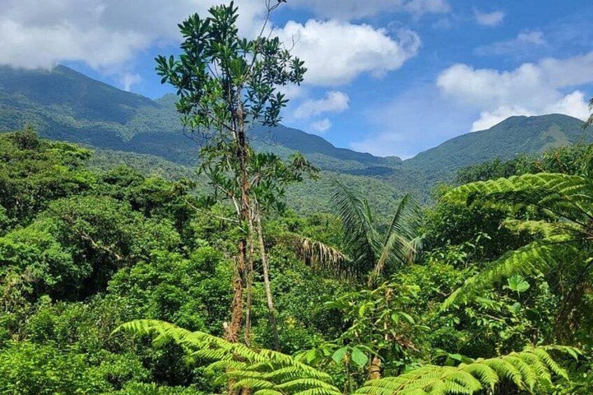A lush green landscape with dense foliage, a prominent tree, and distant mountains under a partly cloudy sky. 4