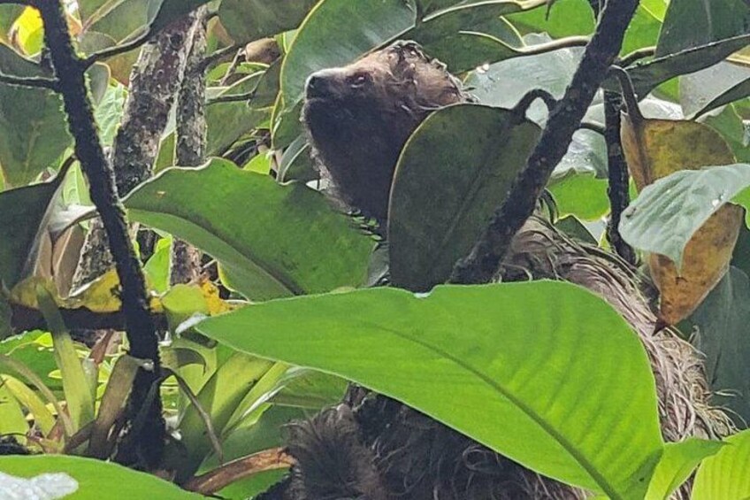 A bird's nest in a dense green foliage area. 3