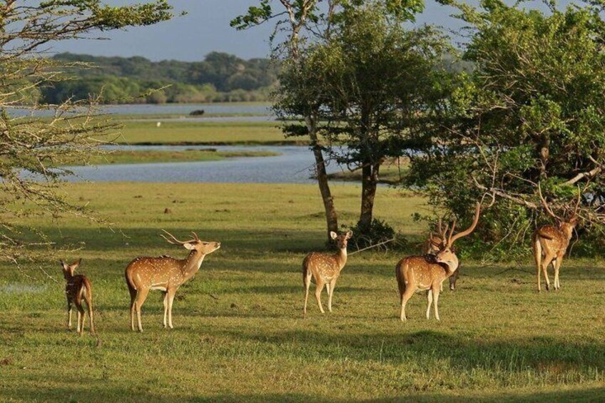 A group of deer in a grassy field with trees and a lake in the background. 5