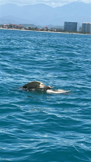 Picture 3 for Activity Zihuatanejo: Marine Life Observation Tour 2