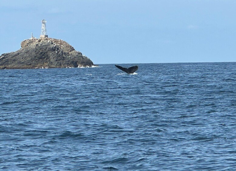 Picture 5 for Activity Zihuatanejo: Marine Life Observation Tour 4
