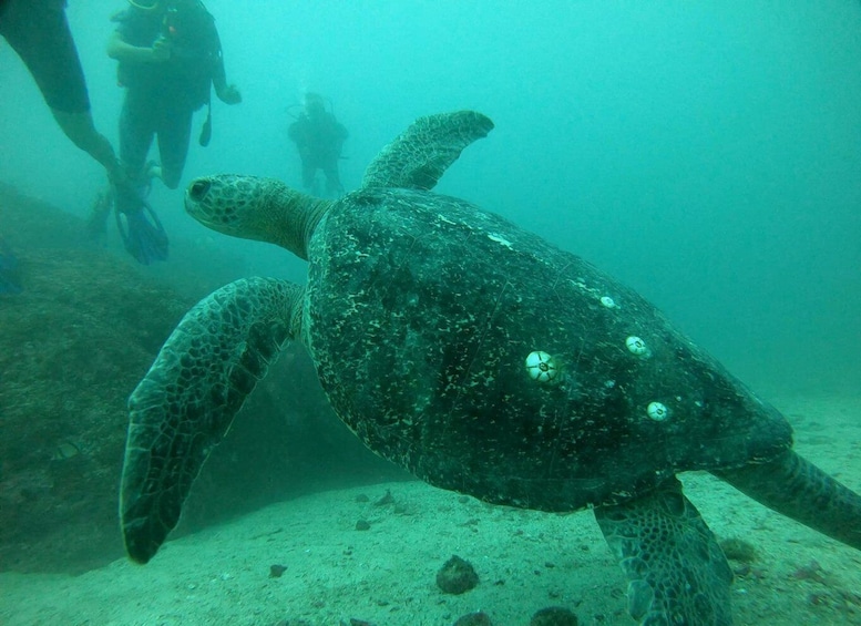 A sea turtle swimming underwater with divers in the background. 1