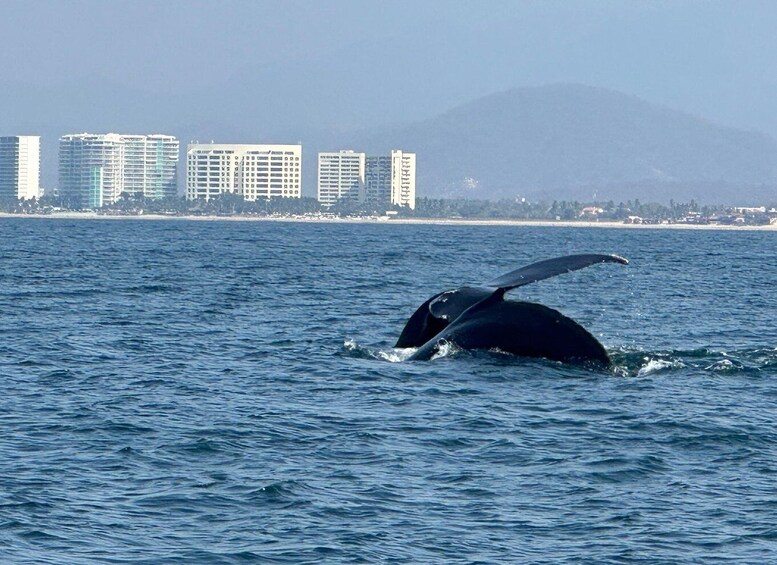 Picture 6 for Activity Zihuatanejo: Marine Life Observation Tour 5