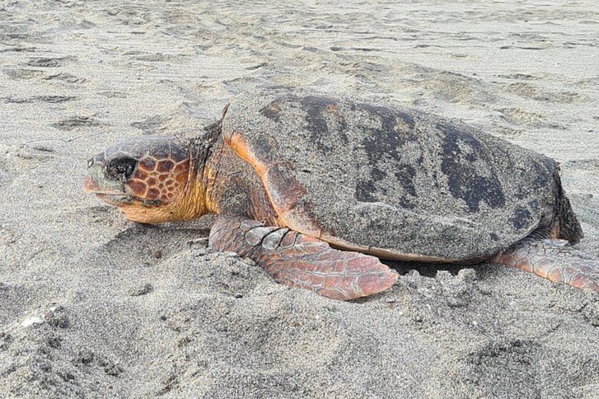 A sea turtle on a sandy beach. 2