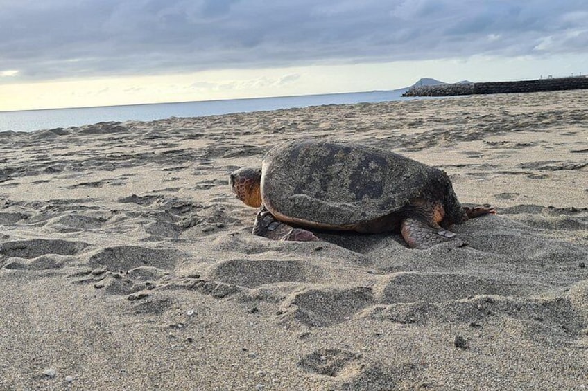 Turtle Watching Experience in Boa Vista (3-Hour) 1