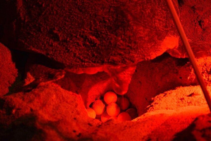Turtle Watching Experience in Boa Vista (3-Hour) 4