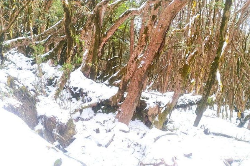 Ein verschneiter Wald mit kahlen Bäumen und Schnee bedecktem Boden. 3