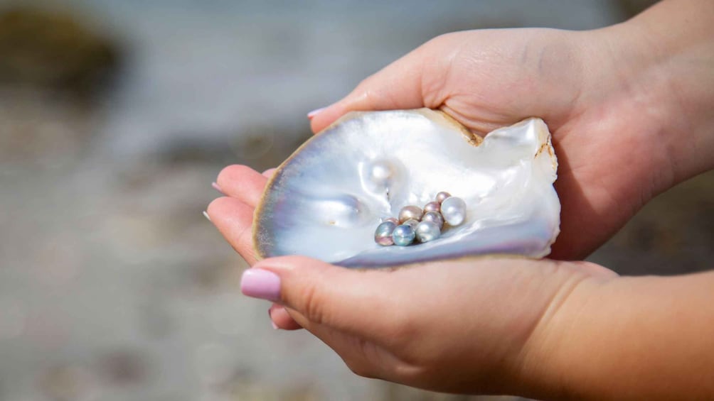 Picture 3 for Activity La Paz: Pearl Farm Experience and shop 4