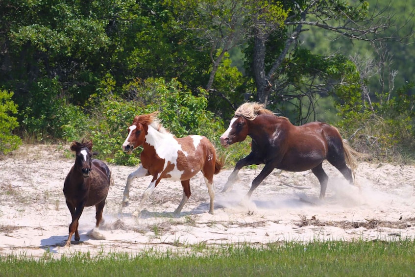 Picture 56 for Activity Chincoteague: Premier Pony & Wildlife Small Group Boat Tour 2