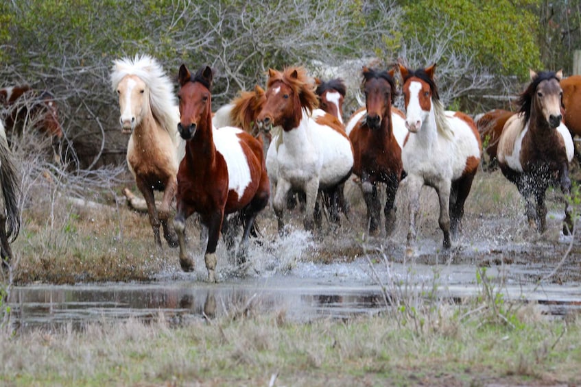 A group of horses running through a shallow water crossing. 1
