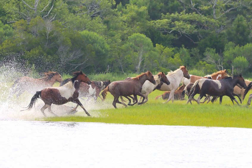Picture 1 for Activity Chincoteague: Premier Pony & Wildlife Small Group Boat Tour 2