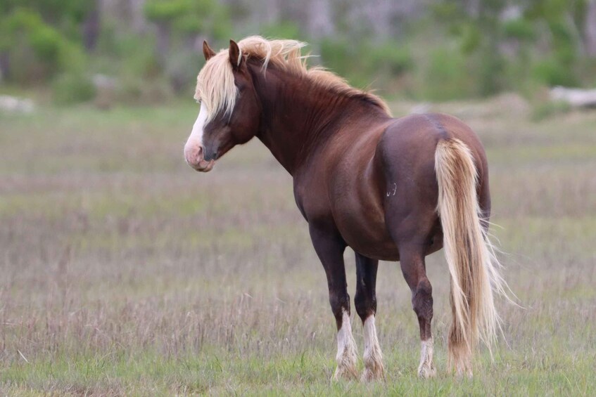 Picture 57 for Activity Chincoteague: Premier Pony & Wildlife Small Group Boat Tour 3