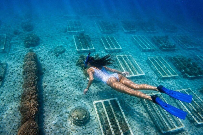 La Paz: Coral Farm Snorkel Tour 1