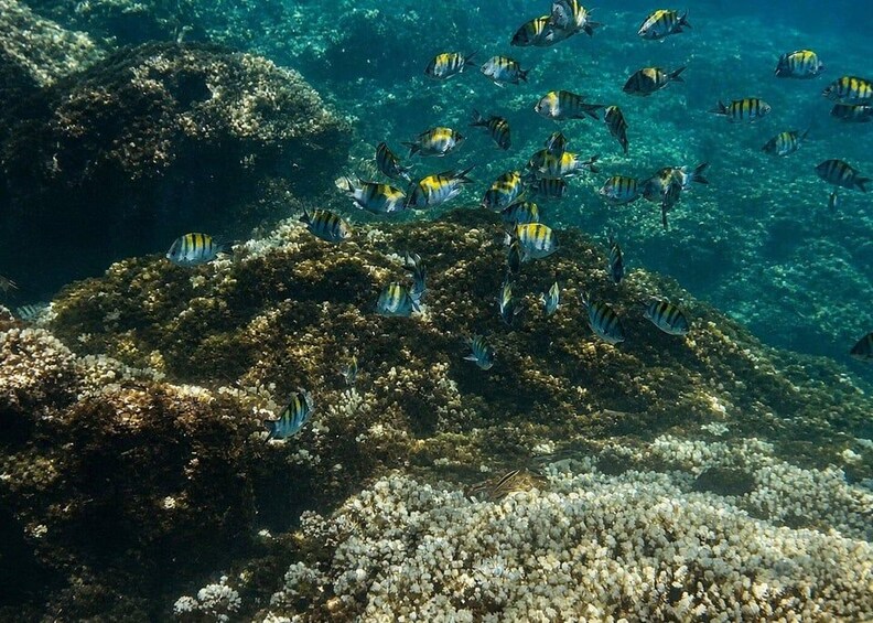Picture 3 for Activity La Paz: Coral Farm Snorkel Tour 5