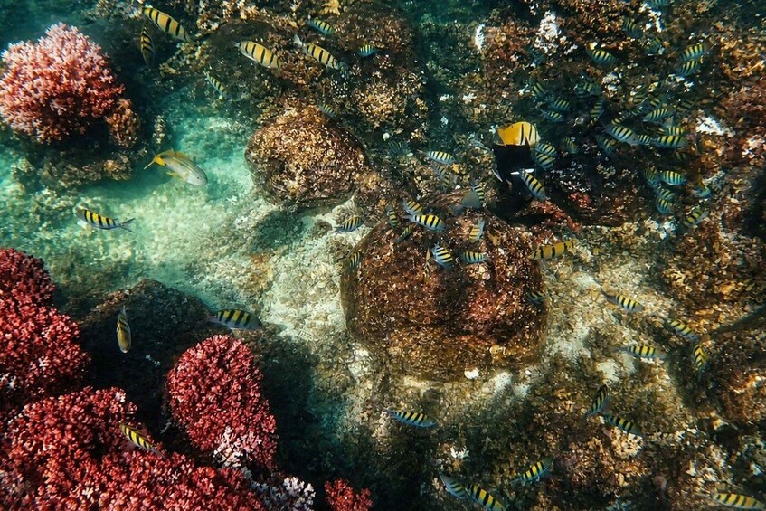 Picture 7 for Activity La Paz: Coral Farm Snorkel Tour 3