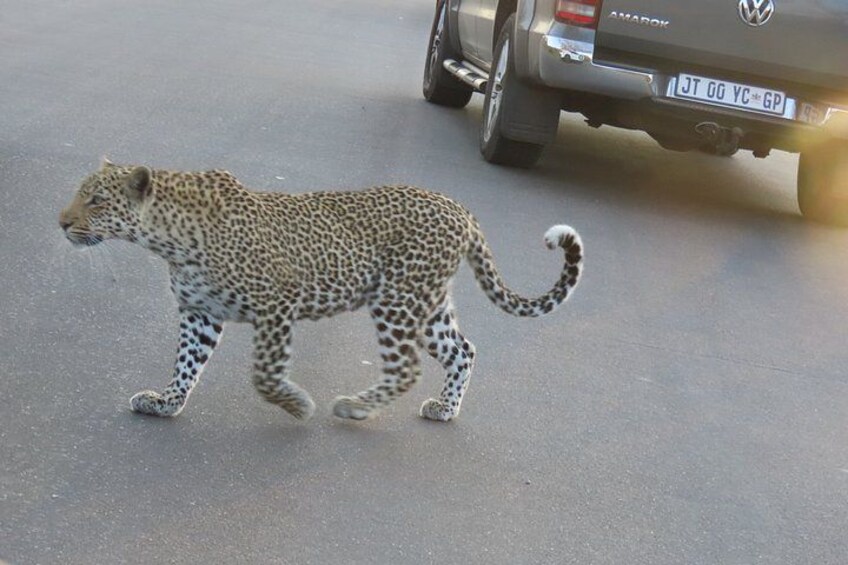 3 Day Kruger National Park From Mbombela & Maputo 2