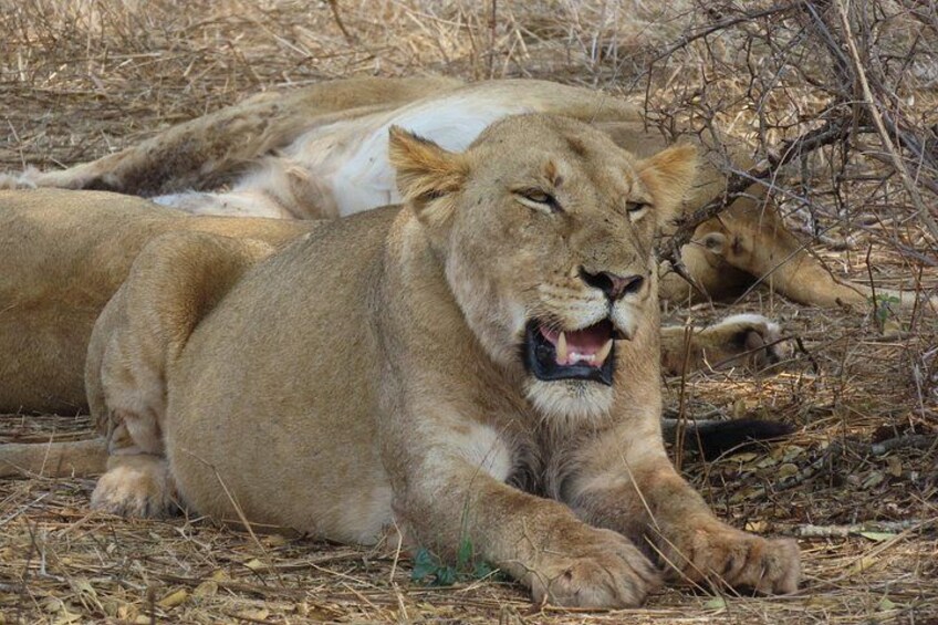 3 Day Kruger National Park From Mbombela & Maputo 1