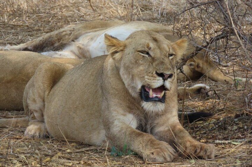 A lion resting on dry grass with another lion in the background. 1