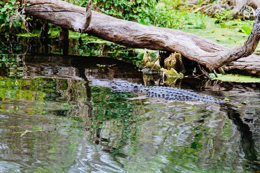 We also see the occasional alligator but always try to give them lots of space! 2