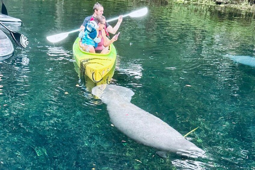 Una persona en kayak con un niño y un adulto, un manatí en el agua y un barco al fondo. 2