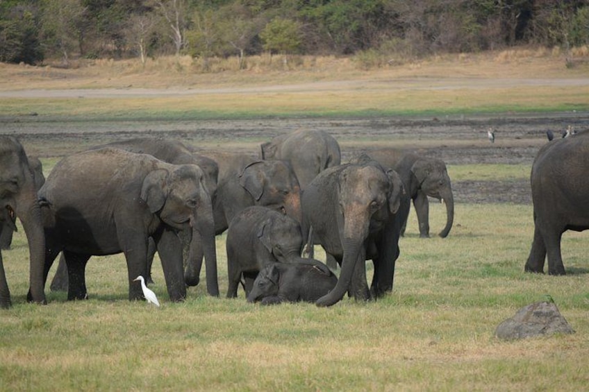 A herd of elephants in a grassy field with trees in the background. 4